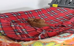 Caniche Toy perros en venta: CANICHES ROJOS - Imagen 4