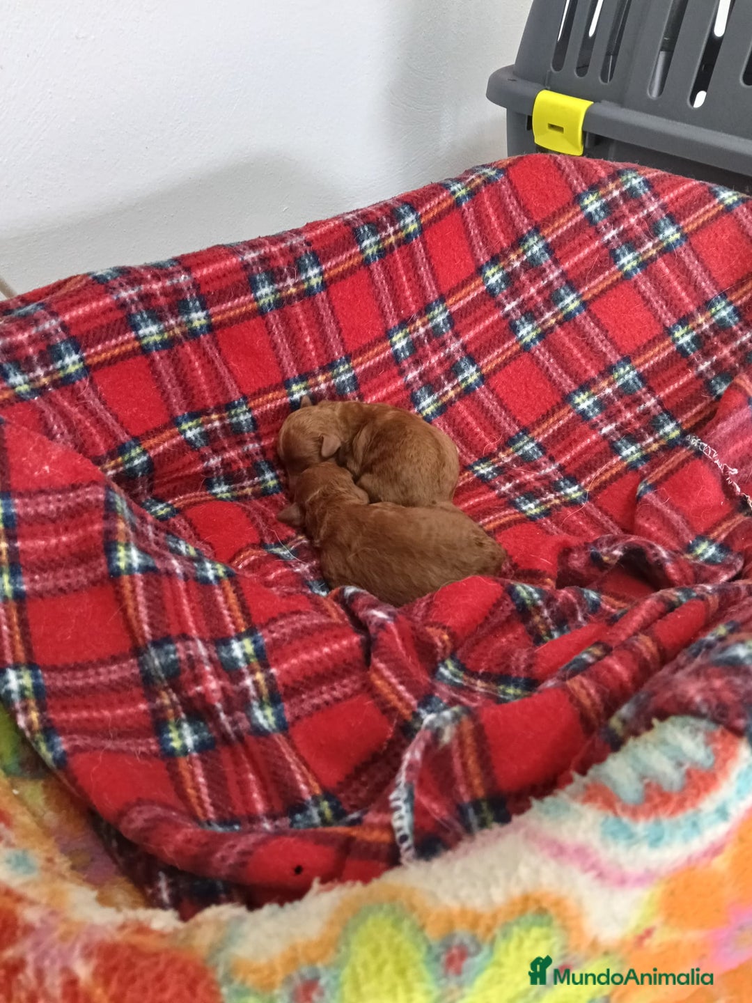 Caniche Toy perros en venta: CANICHES ROJOS - Imagen 4