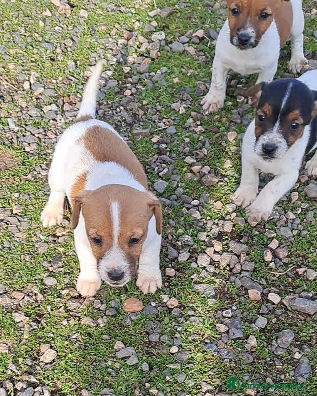 Jack Russell Terrier perros en venta: Jack russell  - Anuncio 5