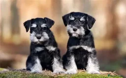 Schnauzer Miniatura perros en venta: Camada Schnaucer - Imagen 1