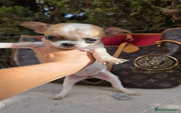 Chihuahua perros en venta: Chihuhuas  suepr minis - Imagen 3