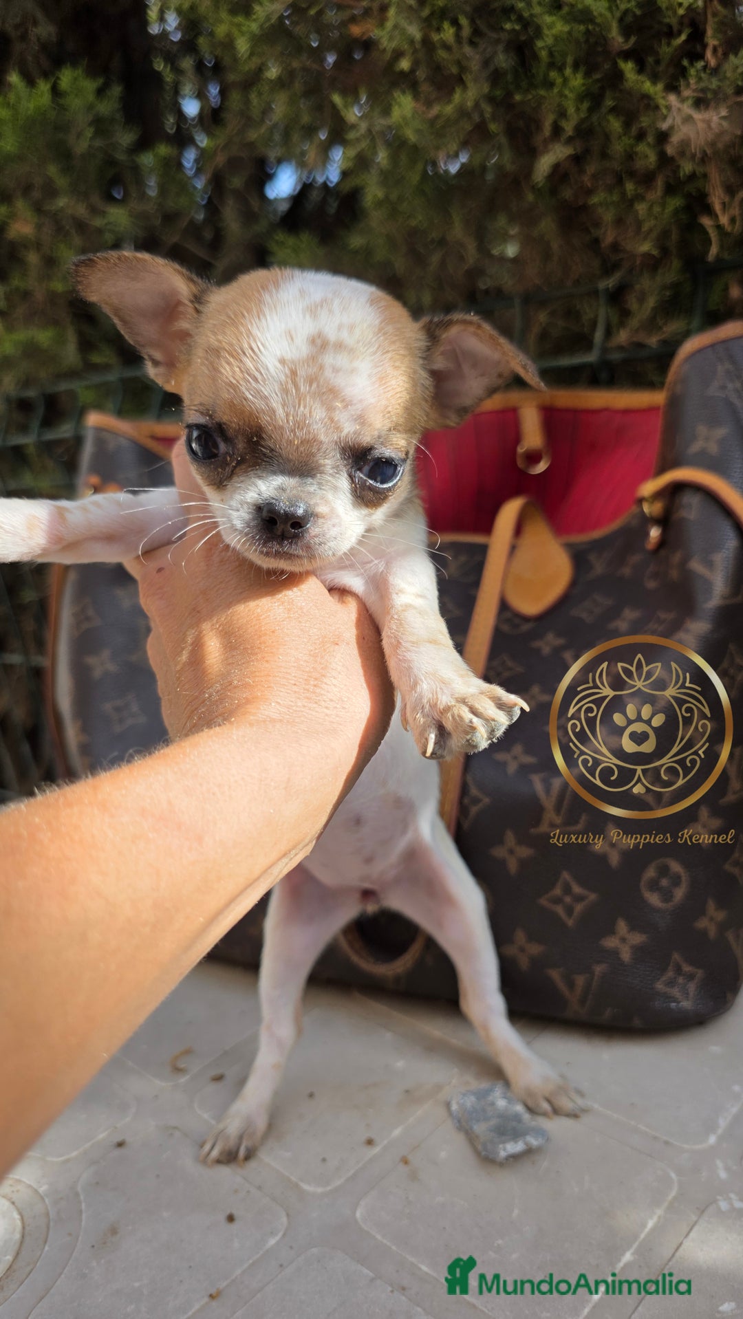 Chihuahua perros en venta: Chihuhuas  suepr minis - Imagen 3