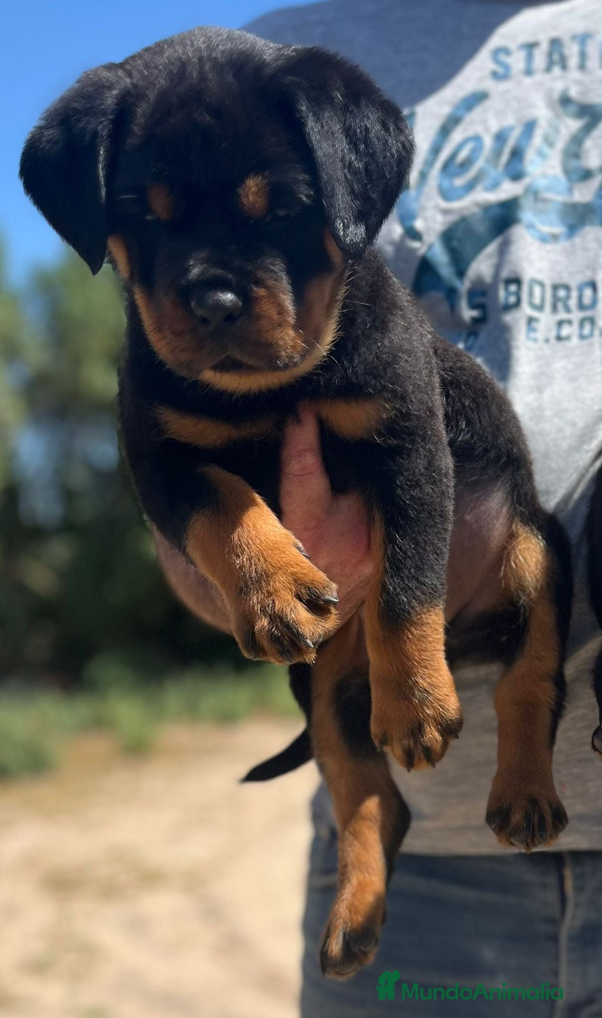 Rottweiler perros en venta: Rottweiler  - Anuncio 7