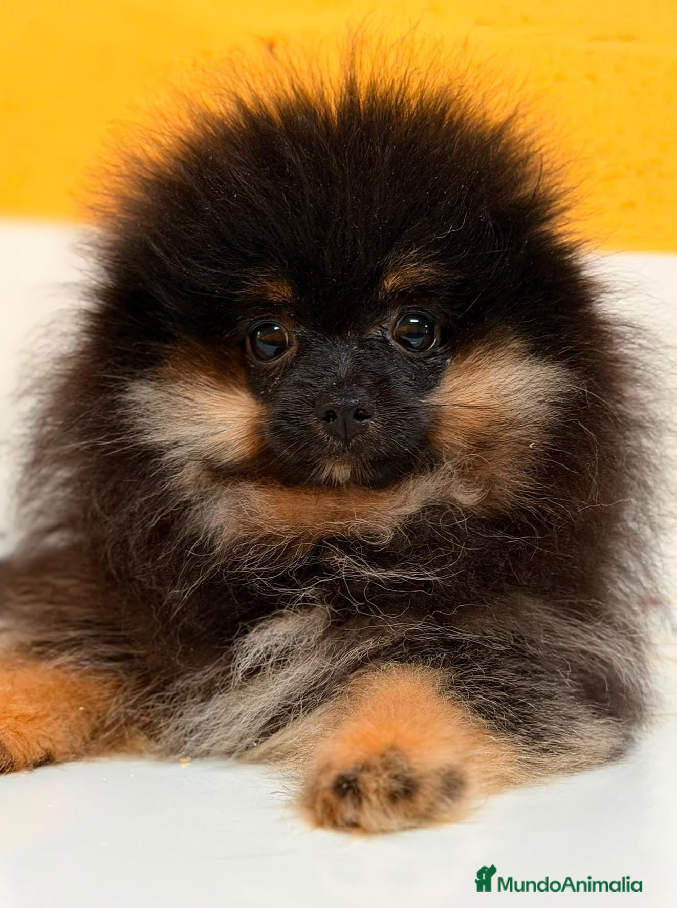 Pomerania perros POMERANIA TOY HEMBRA - Anuncio 26