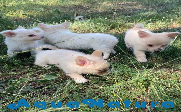Chihuahua perros - Propaganda 16