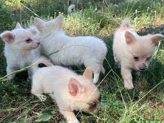 Chihuahua perros - Anuncio 2