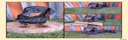 Teckel perros en venta: Teckel miniatura pelo corto - Anuncio 4