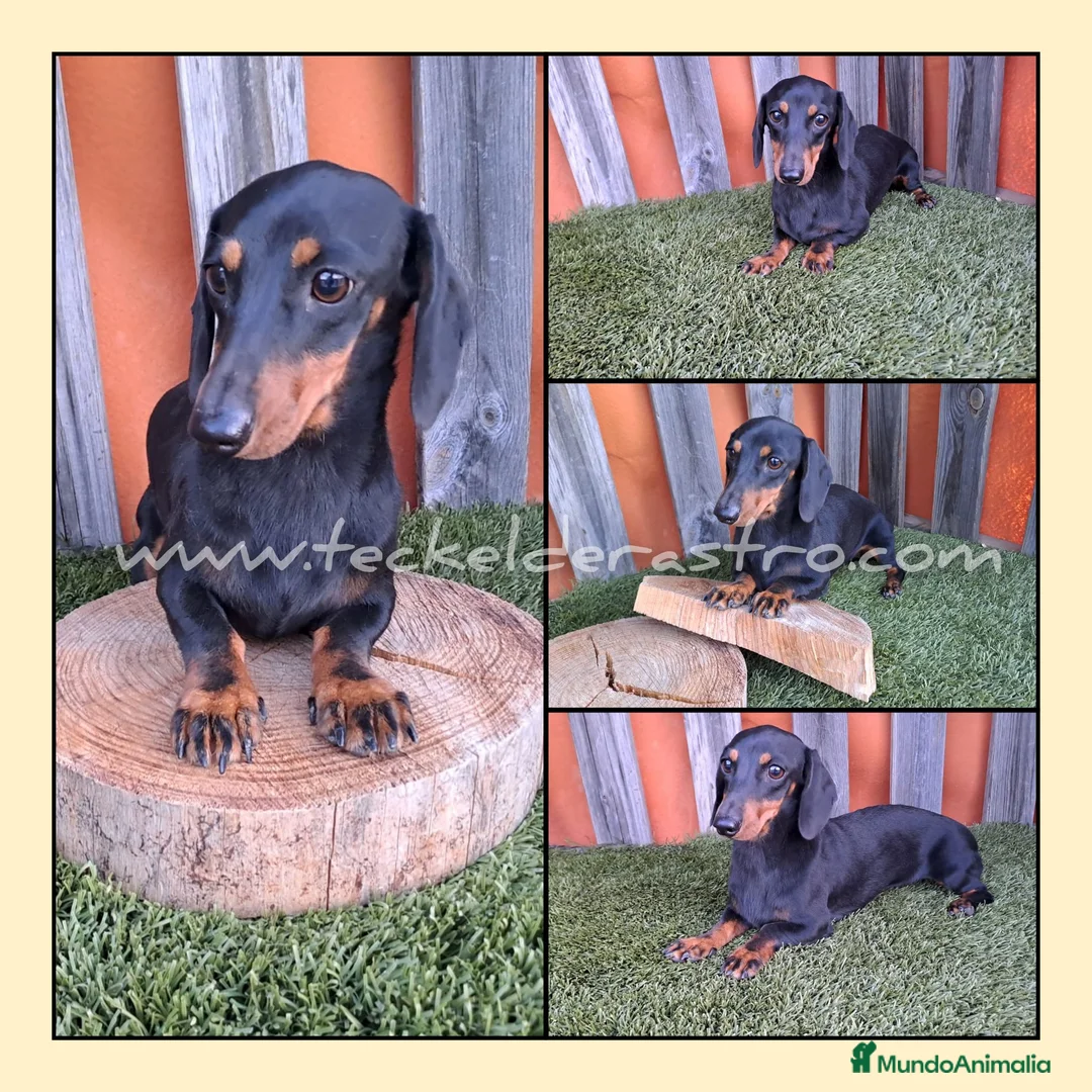 Teckel perros en venta: Teckel miniatura pelo corto - Anuncio 4