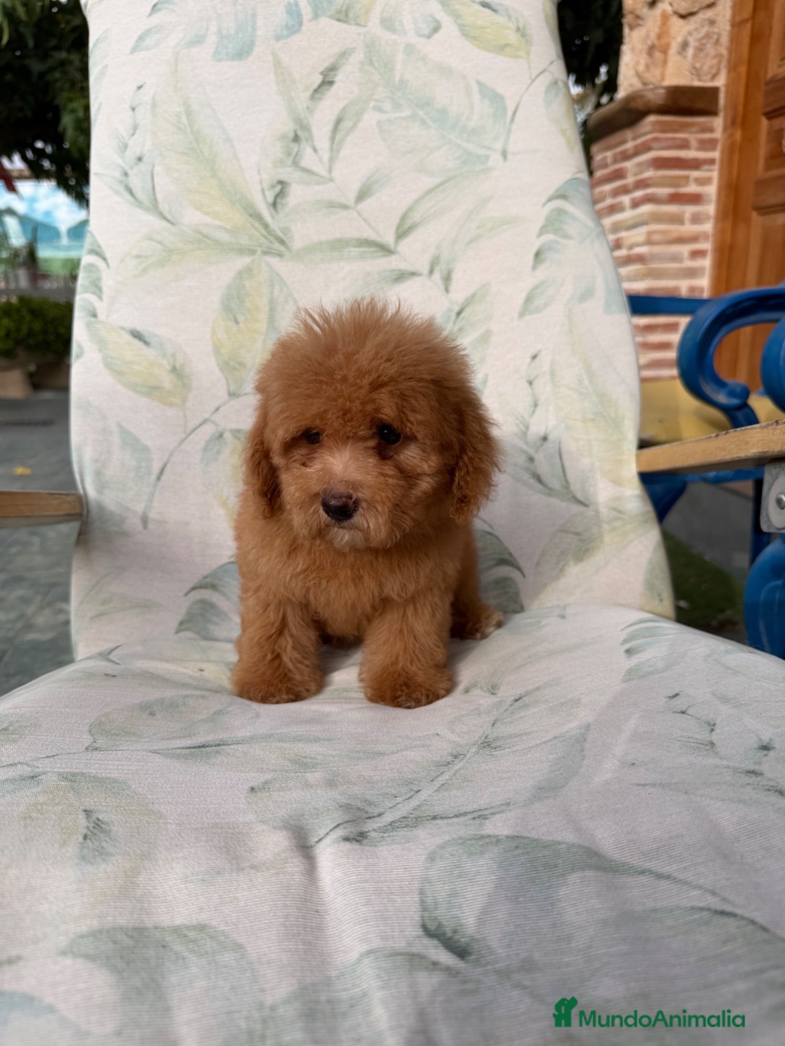 Caniche Toy perros Excelente caniche toy - Anuncio 1