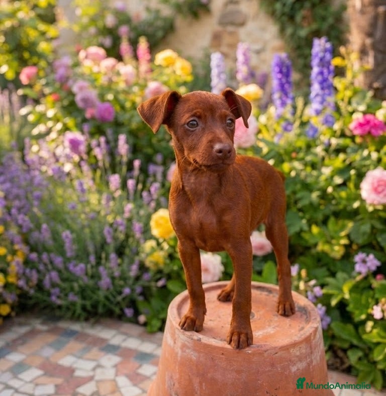 Pinscher Miniatura perros Mini pinscher rojo disponible 🔥🐾🐶 - Anuncio 3
