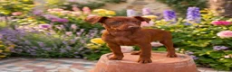 Pinscher Miniatura perros en venta: Mini pinscher rojo disponible 🔥🐾🐶 - Anuncio 1