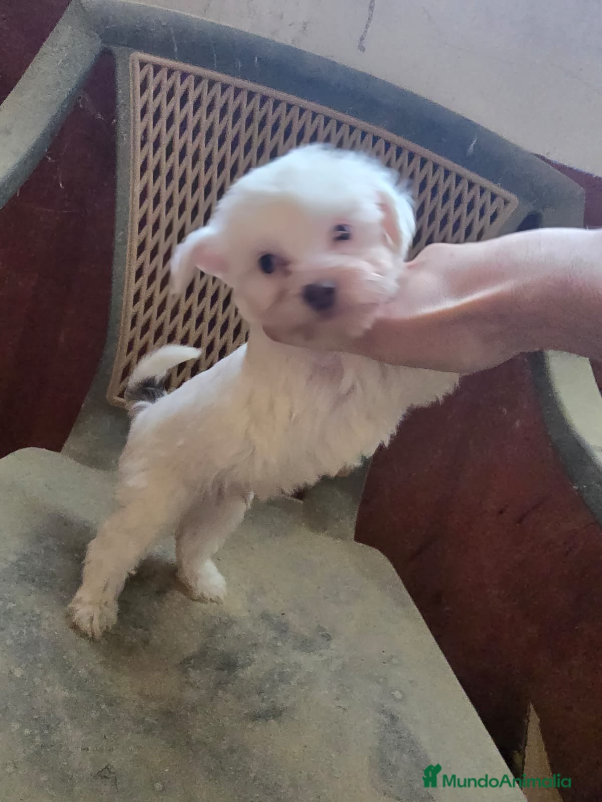 Perro Crestado Chino perros Cachorros Crestado Chino. - Anuncio 2