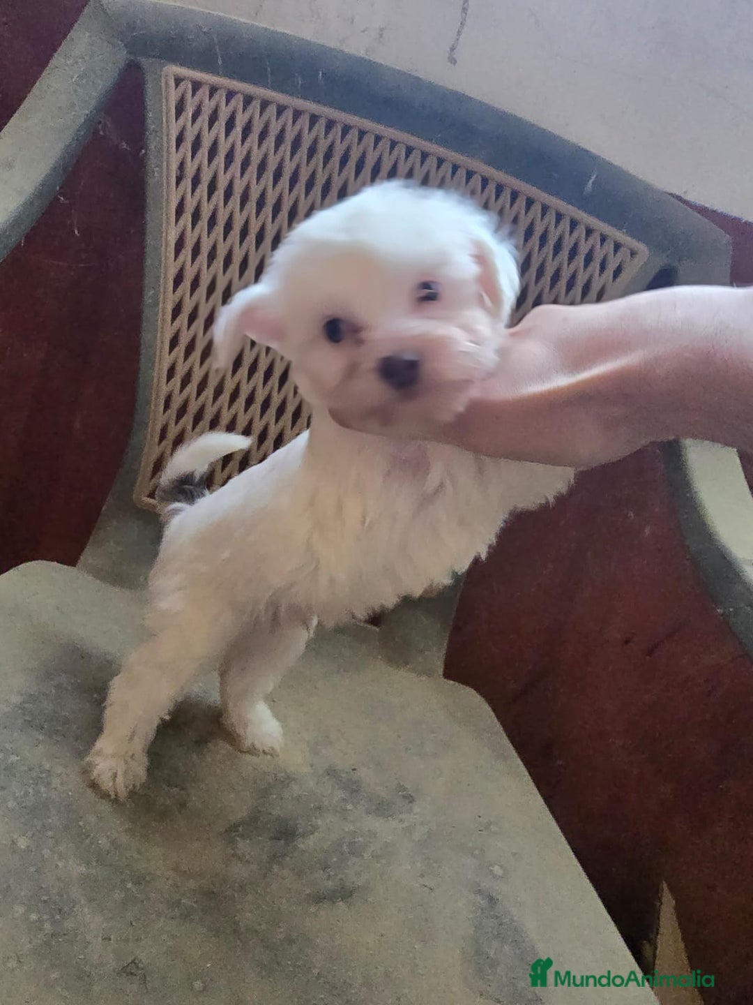 Perro Crestado Chino perros en venta: Cachorros Crestado Chino. - Anuncio 2