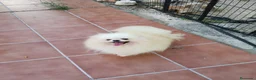 Pomerania perros en venta: Hembra adulta para compañía  - Anuncio 2