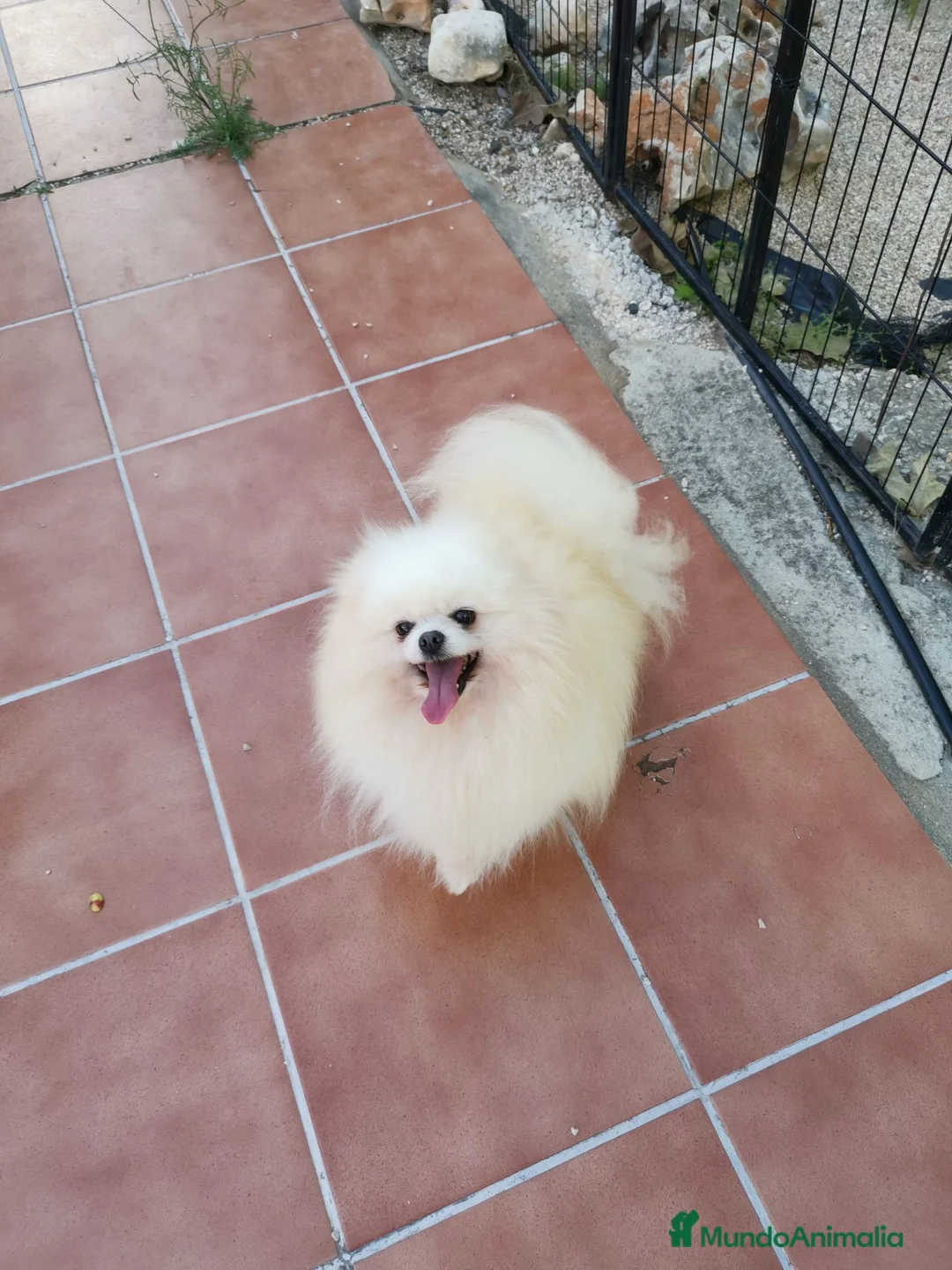 Pomerania perros en venta: Hembra adulta para compañía  - Anuncio 2
