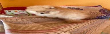 Pomerania Cachorro 3