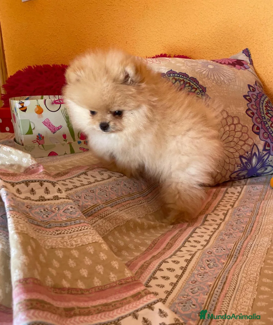 Pomerania perros en venta: Cachorros de Pomerania  - Anuncio 1