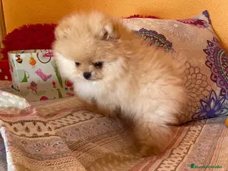 Pomerania perros Cachorros de Pomerania - Anuncio 1