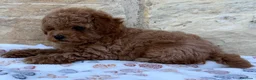 Caniche Toy perros en venta: Caniche toy - Anuncio 6