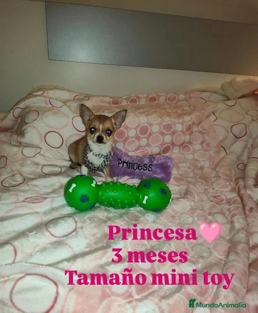 Chihuahua perros en venta: CHIHUAHUA HEMBRA MINI TOYS - Anuncio 3