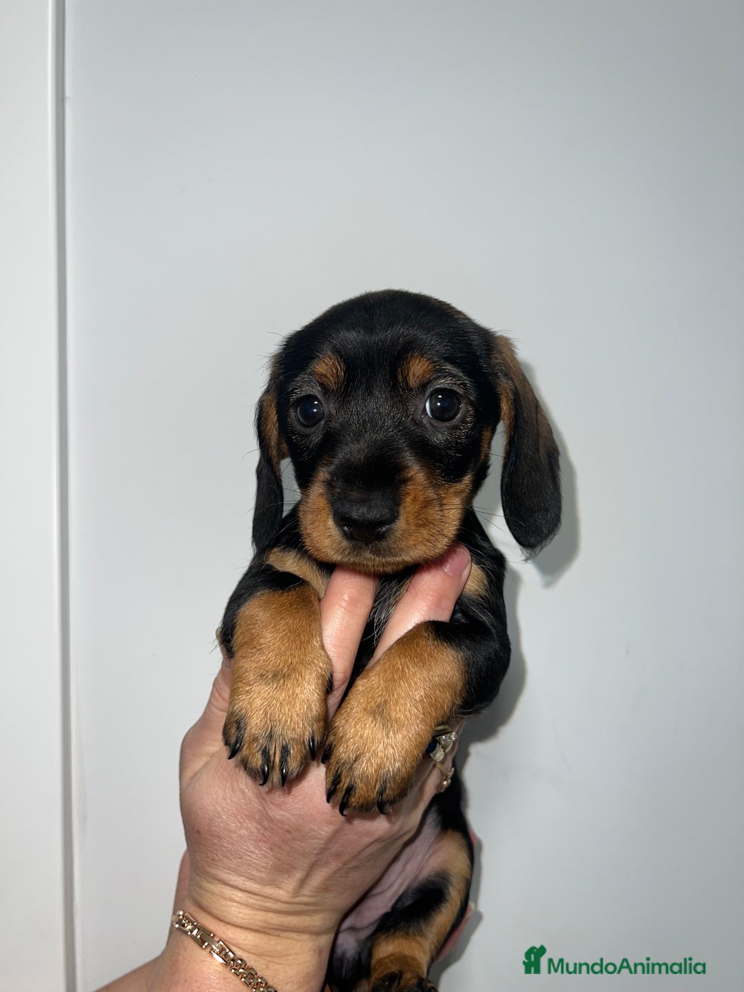 Teckel perros en venta: CACHORRITA DE TECKEL HEMBRA DISPONIBLE - Anuncio 2