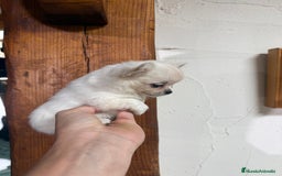 Chihuahua perros en venta: Excelente chihuahua - Imagen 1