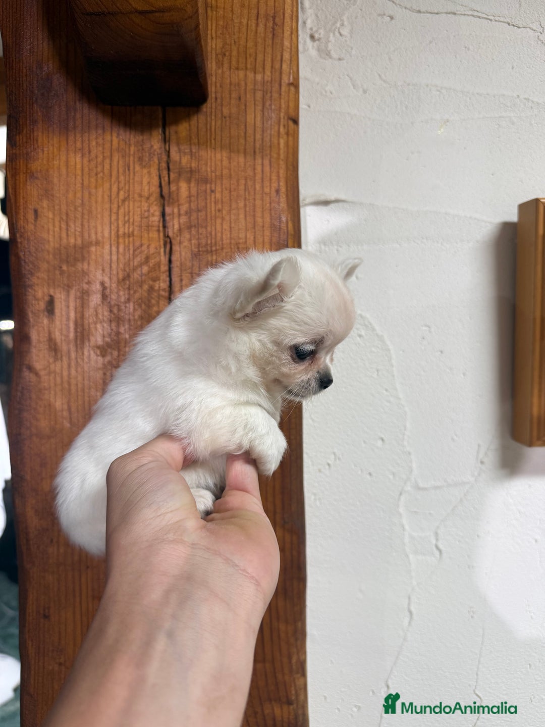 Chihuahua perros en venta: Excelente chihuahua - Imagen 1