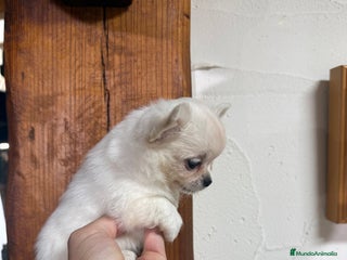 Chihuahua perros - Anuncio 1