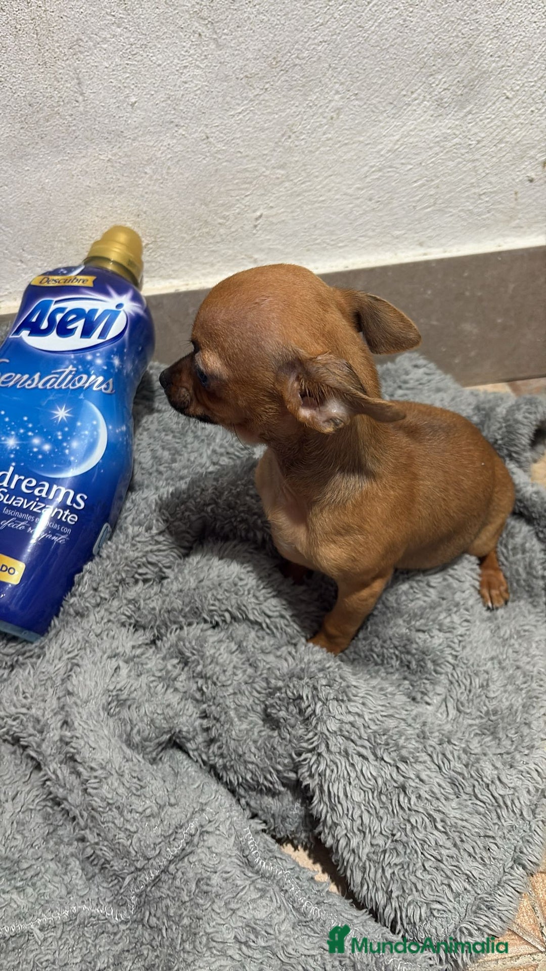 Chihuahua perros en venta: Chihuahua color ciervo  - Anuncio 9