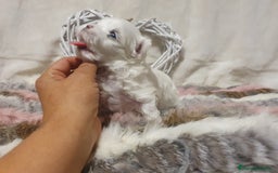 Bichón Maltés perros en venta: Bichones Malteses   - Imagen 5