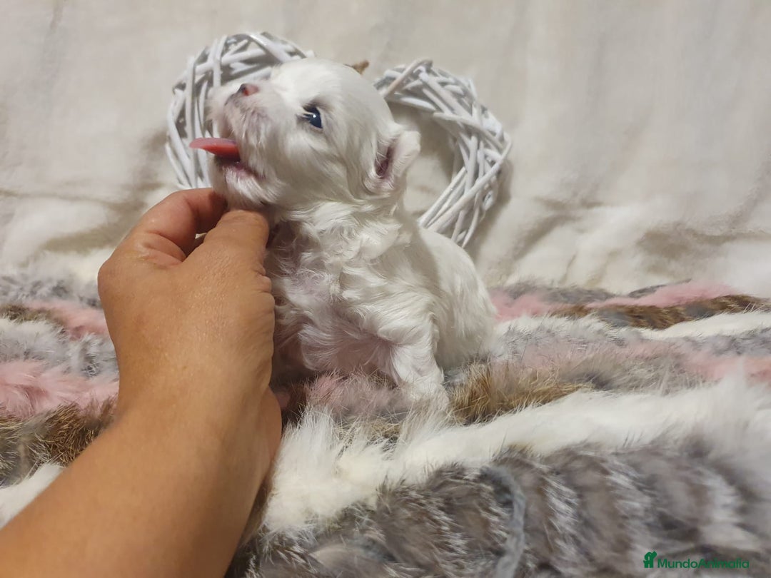 Bichón Maltés perros en venta: Bichones Malteses   - Imagen 5