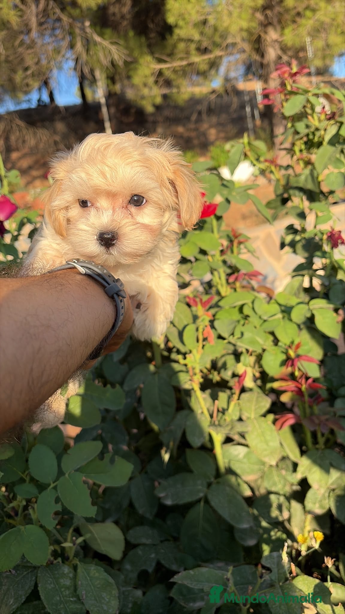 Maltipoo perros Maltipoo muy bonitos !!! - Anuncio 4