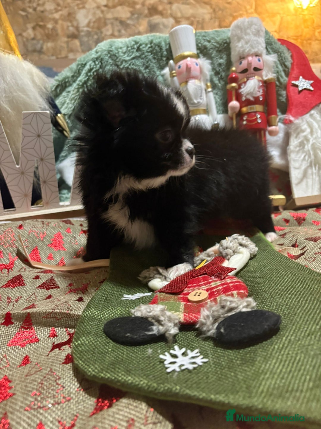 Chihuahua perros en venta: Chihuahua toy pelo largo ruso - Anuncio 4