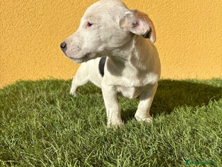 Jack Russell Terrier perros - Anuncio 4