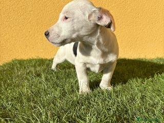 Jack Russell Terrier perros Jack Russell Macho de pata corta - Anuncio 29