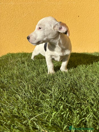 Jack Russell Terrier perros - Anuncio 3