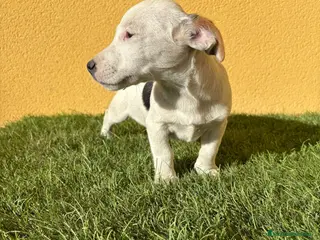 Jack Russell Terrier perros Jack Russell Macho de pata corta - Anuncio 13