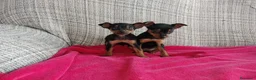 Pinscher Miniatura perros en venta: Pinscher miniatura en Badajoz - Anuncio 1