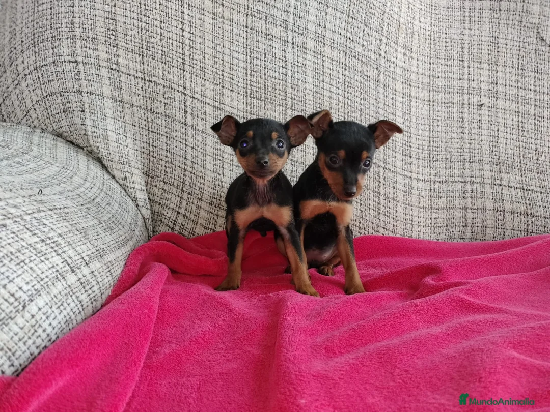 Pinscher Miniatura perros en venta: Pinscher miniatura en Badajoz - Anuncio 1