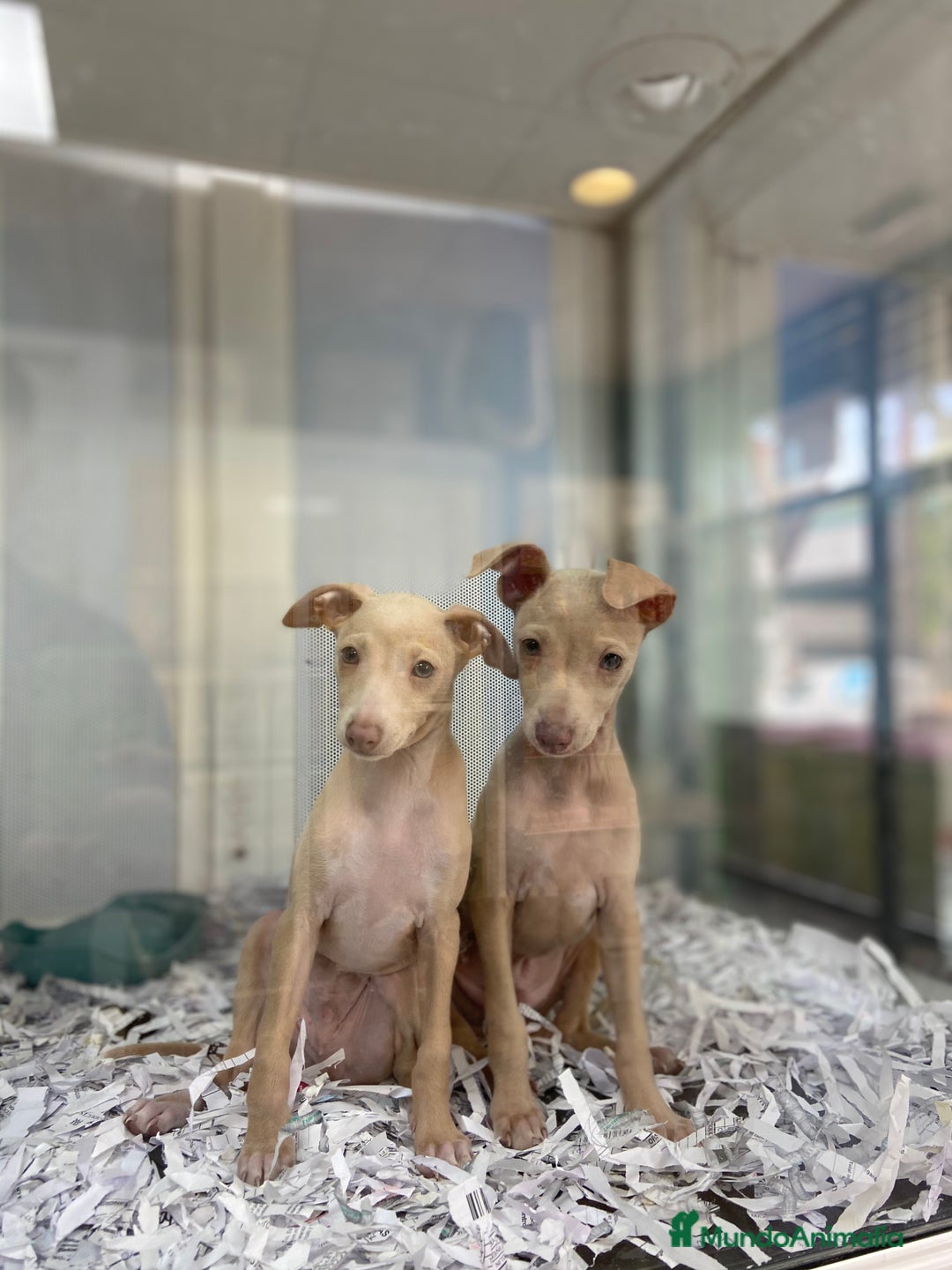 Pequeño Lebrel Italiano perros en venta: Cachorros Piccolo Italiano 650€ ¡PRECIO REAL! - Imagen 5