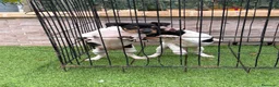 Gos Rater Valencià perros en venta: Rateros valencianos  - Anuncio 2