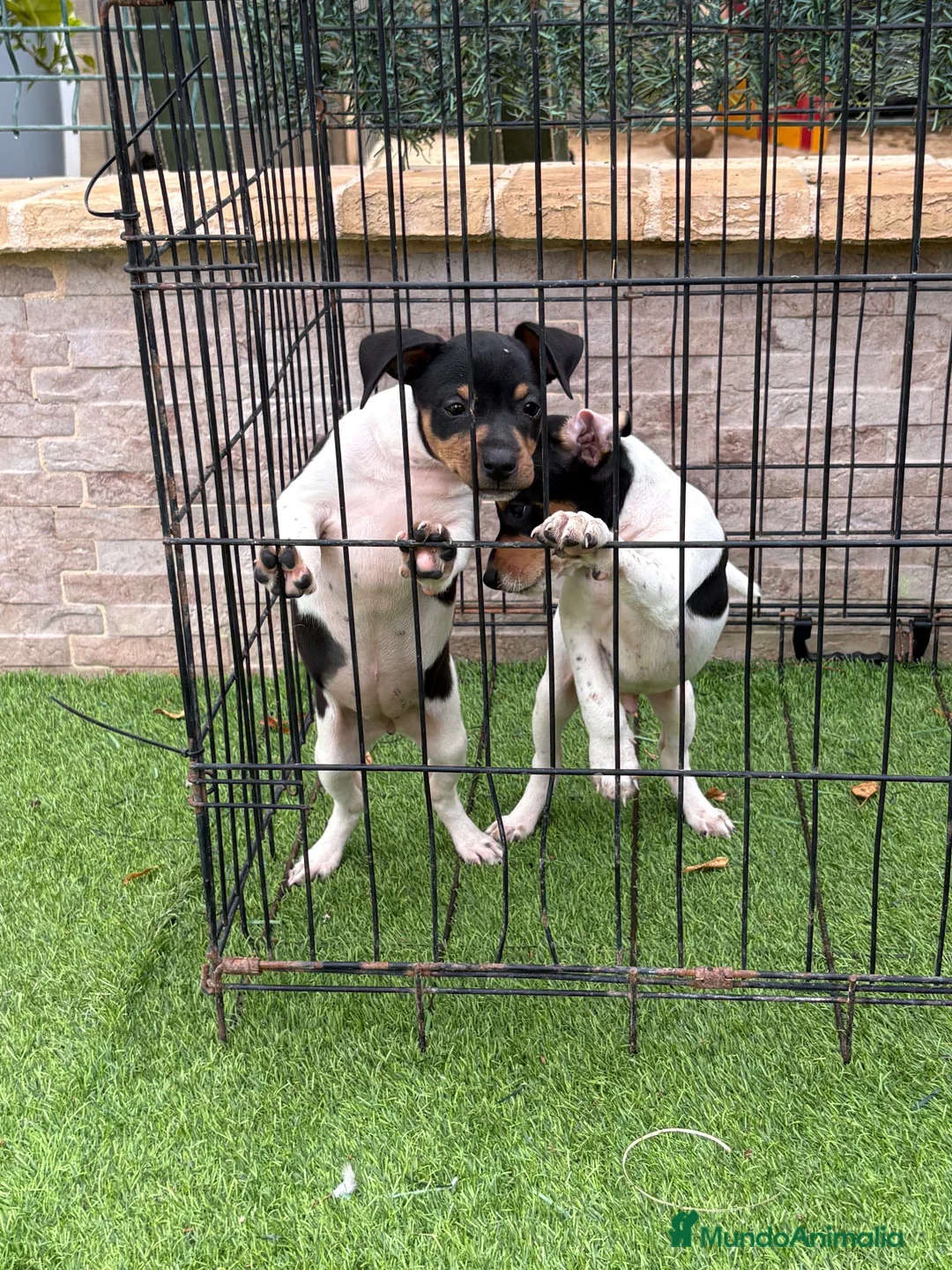 Gos Rater Valencià perros en venta: Rateros valencianos  - Anuncio 2