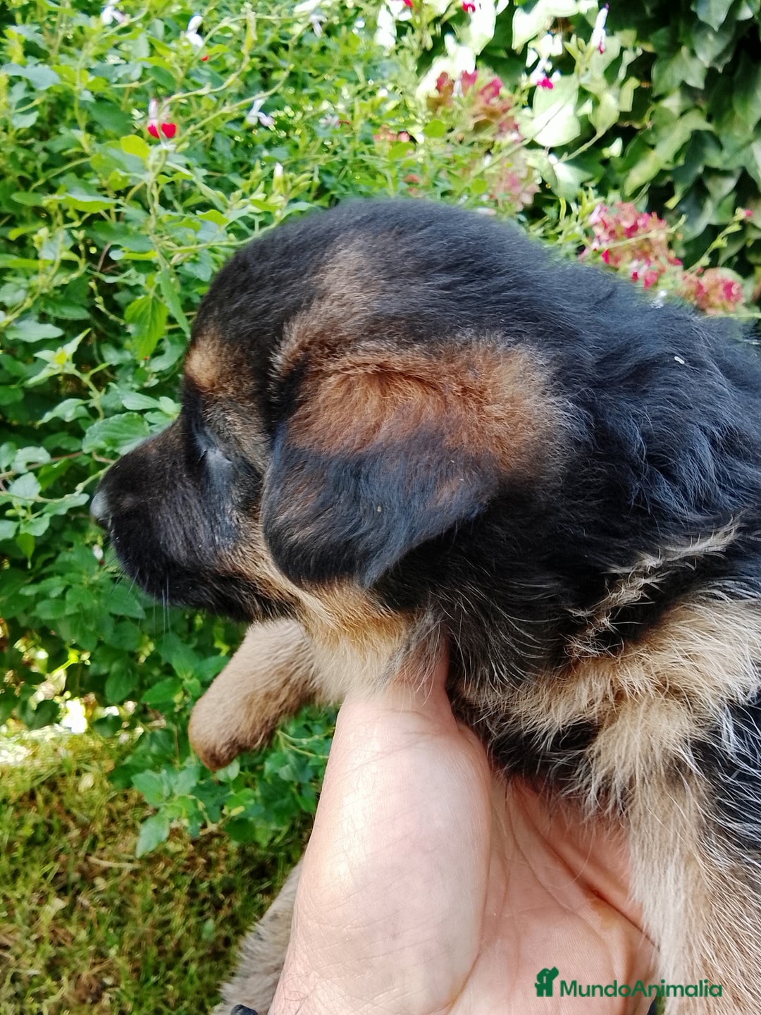 Pastor Alemán perros en venta: Cachorros de pastor alemán  - Anuncio 6