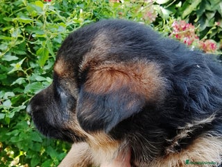 Pastor Alemán perros Cachorros de pastor alemán - Anuncio 26