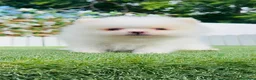 Pomerania perros en venta: CAMADA POMERANIAS BLANCOS  - Anuncio 6