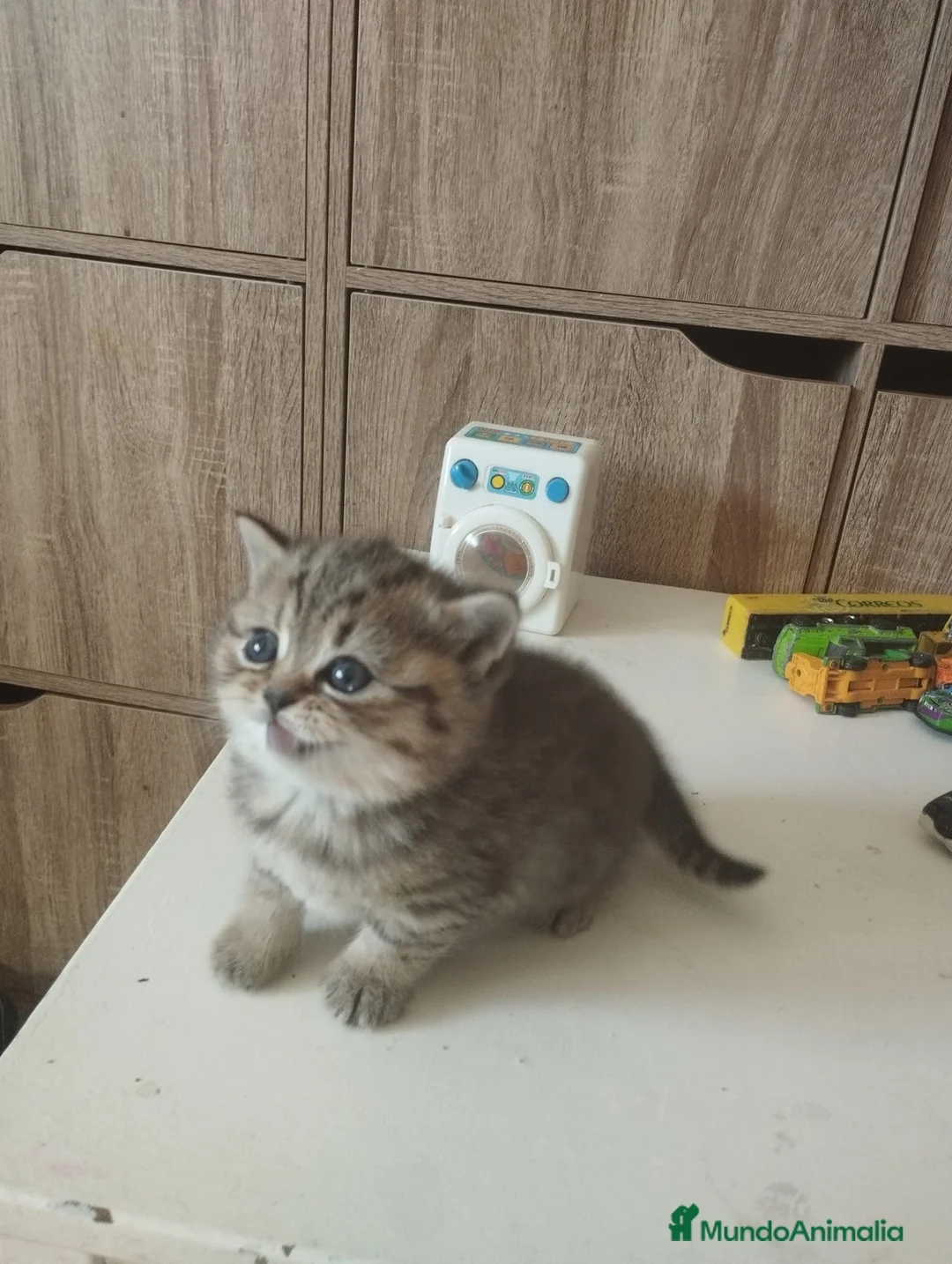 Británico de Pelo Corto gatos en venta: British shorthair tabby - Anuncio 2