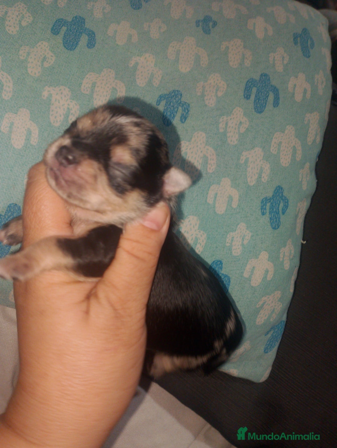 Chihuahua perros en venta: Chihuahua Merle macho  - Imagen 1