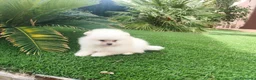 Pomerania perros en venta: Lulu pomerania - Anuncio 3
