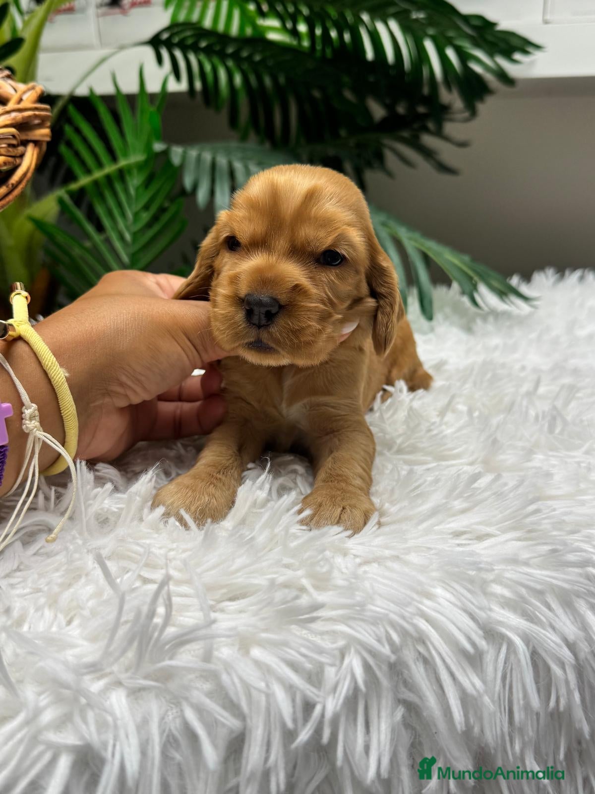 Cocker Spaniel Inglés perros en venta: COCKER SPANIEL INGLES - Anuncio 1