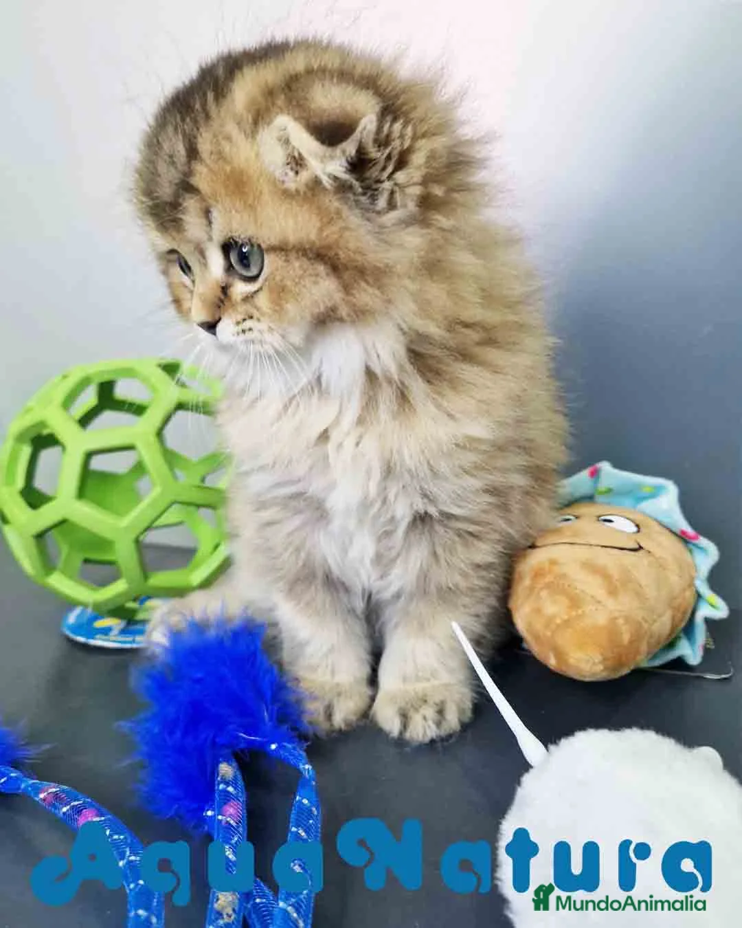Scottish Straight gatos en venta: Scottish Fold Longhair Macho 1854 AQUANATURA - Anuncio 9